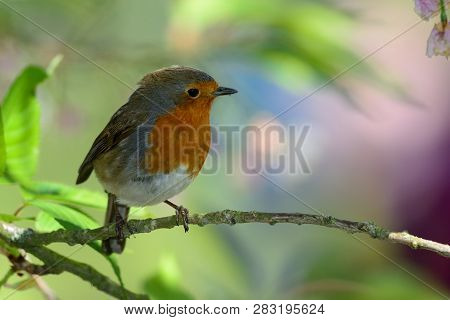 Portrait Of A European Robin (erithacus Rubecula) Perching On A Branch
