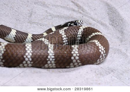 Boa Constrictor Schlange, Tier Naturfoto