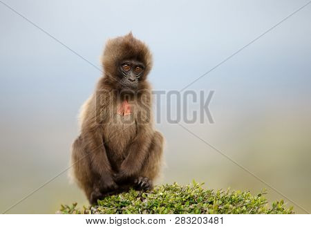 Close Up Of A Baby Gelada Monkey Sitting On Grass, Simien Mountains, Ethiopia.