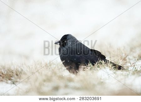 Close-up Of Eurasian Jackdaw (coloeus Monedula) In The Falling Snow, Winter In Uk.