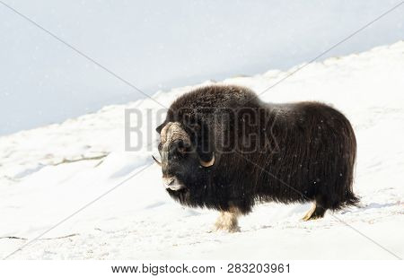 Male Musk Ox Standing In Snowy Dovrefjell Mountains, Winter In Norway.