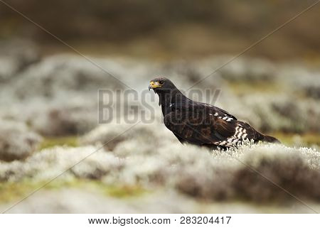 Close Up Of An Augur Buzzard, Bale Mountains, Ethiopia.