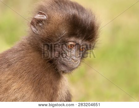 Close Up Of A Baby Gelada Monkey, Simien Mountains, Ethiopia.
