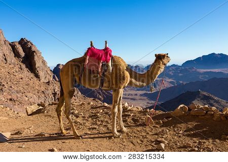 Dromedar Camel On The Background Of The Mountain Of St. Moses, Egypt, Sinai