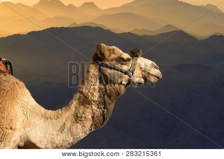 Dromedar Camel On The Background Of The Mountain Of St. Moses, Egypt, Sinai