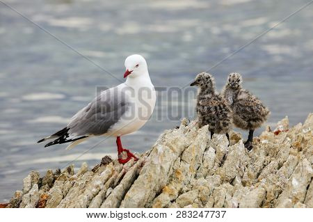 Red-billed Gull With Small Chicks, Kaikoura Peninsula, South Island, New Zealand. This Bird Is Nativ