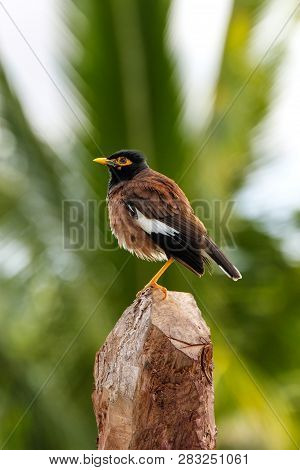 Common Myna (acridotheres Tristis) Sitting On A Stump, Fiji