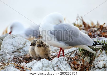 Red-billed Gull With Small Chicks, Kaikoura Peninsula, South Island, New Zealand. This Bird Is Nativ