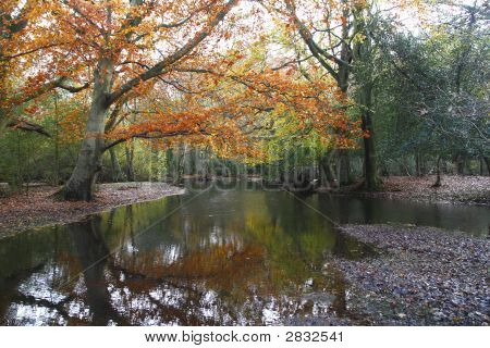 New Forest 2 Stock Photo