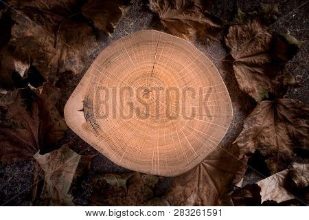 Wood Stump Cross Section With Tree Rings And Dried Maple Leaves. Autumn Background. Top View, Copy S