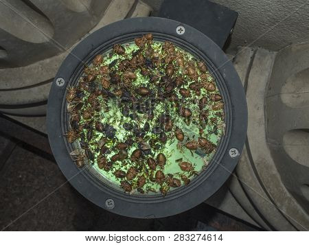 Beetle Stinker On The Lamp With Green Backlight