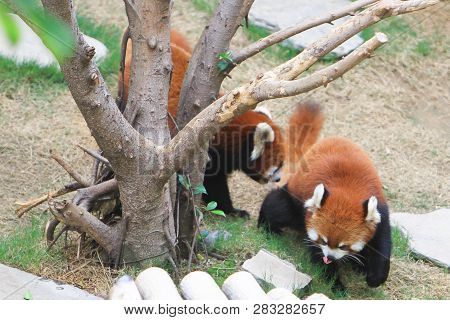 Close Up Image Of A Red Panda At The Zoo