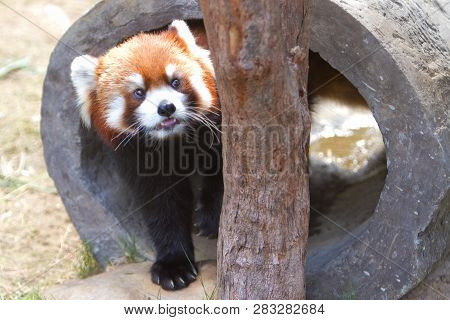 Close Up Image Of A Red Panda At The Zoo