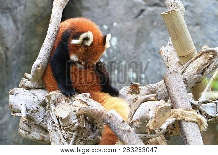 A Red Panada At The Zoo Of Day Time