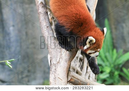 A Red Panada At The Zoo Of Day Time