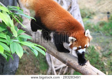 A Red Panada At The Zoo Of Day Time