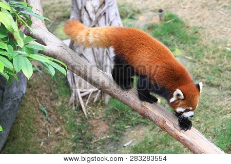 A Red Panada At The Zoo Of Day Time