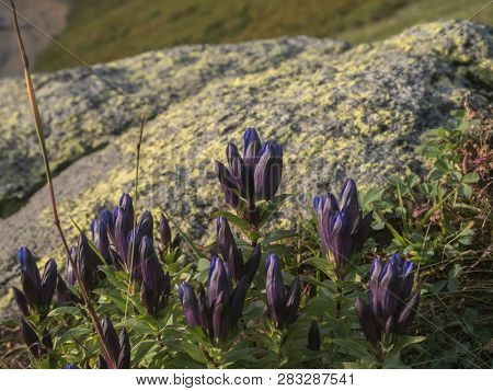 Violet Flower In The Mountains Krasnaya Polyana Sochi