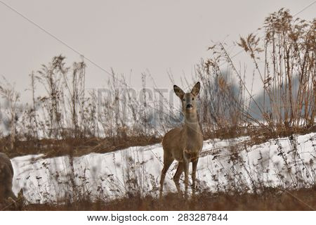 Roedeer Family Camouflage Walking And Eating On Meadow In Winter Snow