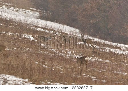 Roedeer Family Camouflage Walking And Eating On Meadow In Winter Snow