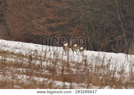 Roedeer And Roe Running To Hide To The Forest In Winter