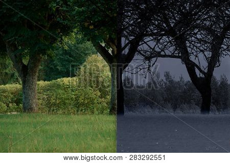 Collage Climate Change. Green Park And Dried Trees Tonted Grey.