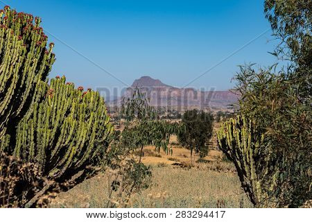 Candelabra Trees Euphorbia Candelabrum Near Wukro Cherkos In Ethiopia, Africa