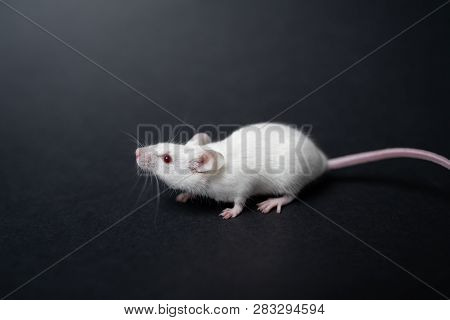 White Laboratory Rat Isolated On Grey Background