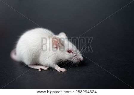 White Laboratory Rat Isolated On Grey Background