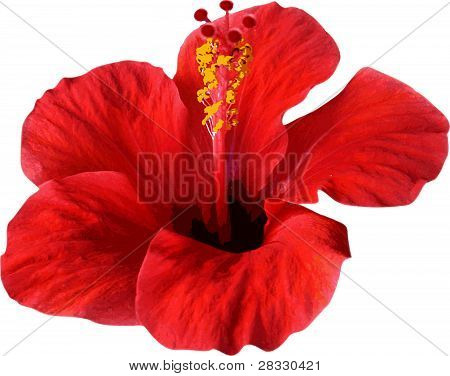 bloem geïsoleerd op wit. Vectorillustratie.