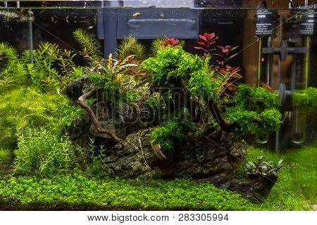 Small Aquarium For Inerior Decoration