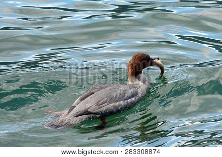The Female Of The Common Merganser Cought A Fish