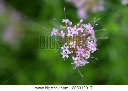 Caucasian Crosswort Pink Flower - Latin Name - Phuopsis Stylosa