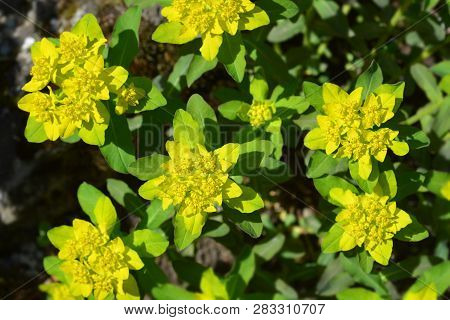 Cushion Spurge Yellow Flowers - Latin Name - Euphorbia Epithymoides (euphorbia Polychroma)