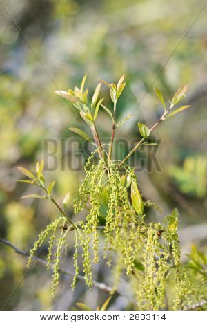 Polline di quercia