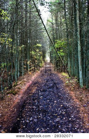 FuÃŸ Weg im Wald