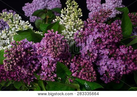 Variety Of Limonium Sinuatum Or Statice Salem Flowers In Blue, Lilac, Violet, Pink, White, Yellow Co