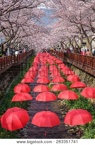 Jinhae, South Korea - March 31, 2016 : Jinhae South Korea, Spring Cherry Blossom At Yeojwacheon Stre