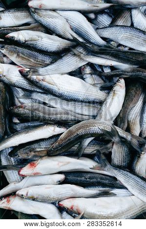 Fresh Fish Grey Mullet Stacked At Seafood Market