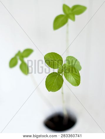 Basil (ocimum Basilicum), Great Basil Or Saint Josephs-wort, Is A Culinary Herb Of The Family Lamiac