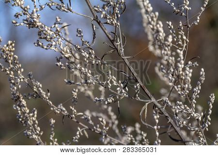 Full Frame Sere Plant Detail At Autumn Time