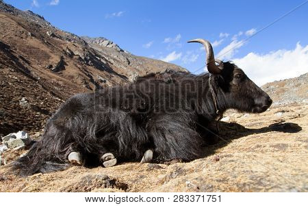 Black Yak (bos Grunniens Or Bos Mutus) On The Way To Everest Base Camp - Nepal