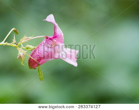 Pink Blossom Of Impatiens Glandulifera Flower