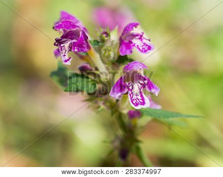 Blossom Of Lamium Maculatum Flower( Spotted Dead-nettle Or Spotted Henbit Or Purple Dragon ) On Sunn