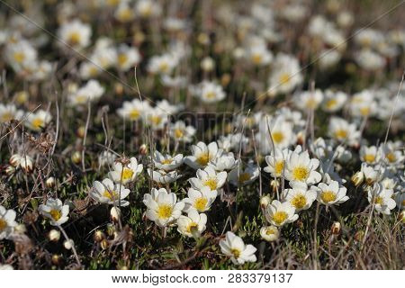 Arctic Mountain Avens Or Alpine Dryad, Forming A Large Colony Of Plants On The Arctic Tundra That Ar