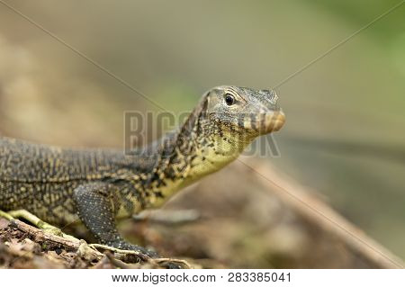 Malayan Water Monitor Lizard, Varanus Salvator, In Sungei Buloh Wetland Reserve