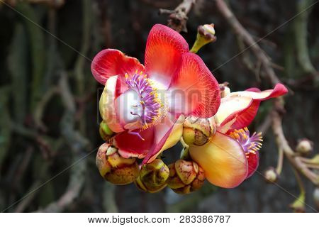 The Amazing Beauty Of The Bodhi Tree Flower, Also Known As Bo (ficus Religiosa) In The Old Beautiful