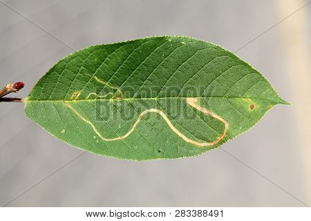 Mine Of Lyonetia Clerkella (apple Leaf-miner) On Green Leaf Of Bird Cherry Or Hackberry (prunus Padu