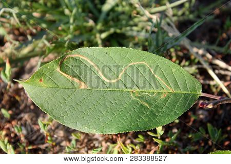 Mine Of Lyonetia Clerkella (apple Leaf-miner) On Green Leaf Of Bird Cherry Or Hackberry (prunus Padu