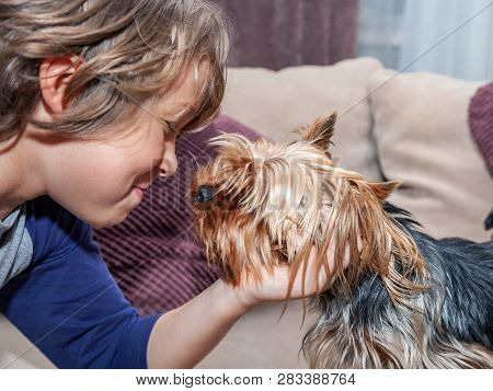 The Boy Caressed His Dog Yorkshire Terrier, Close-up